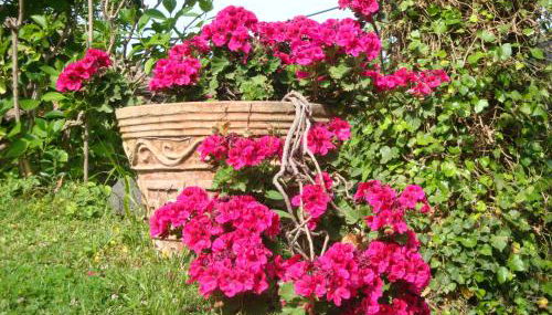 Villa Iolanda-Sive Natura Wine&House - Foto 4, Garden