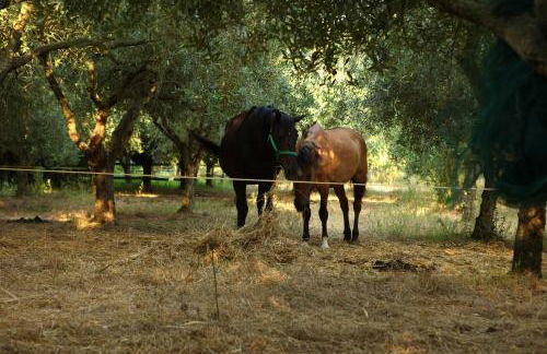 Agriturismo Il Pozzo - Foto 34
