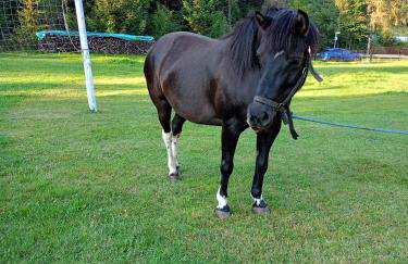 Agroturystyka u Chlebków - Photo 17