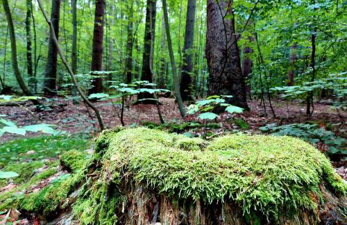 Apartament Leśny - Foto 26