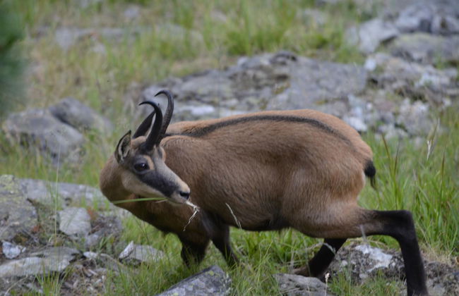 Amici 1. OG West - Foto 52
