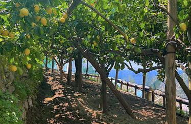 Villa Graziella Positano "a Piece of Paradise" - Foto 22