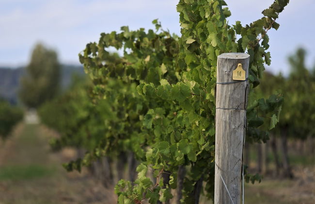 Mudgee Valley Park - Foto 32