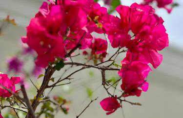 Flora's Garden Apartment/Studio - Foto 51