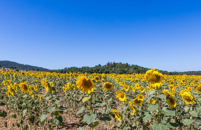 Rossogiallo - Foto 57