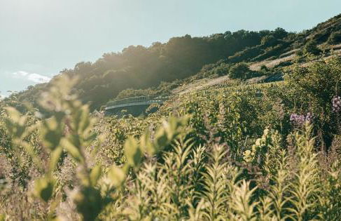 Mosel Chalets - Design-Ferienhäuser in Pommern - Direkt am Weinberg - Foto 19