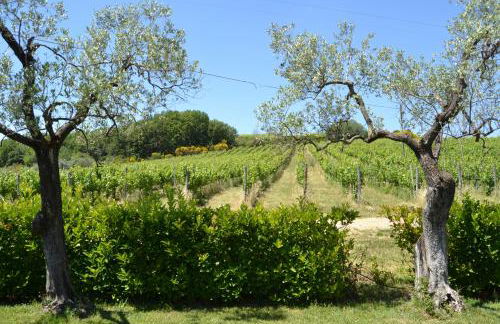 Tenuta Pizzogallo - Foto 38