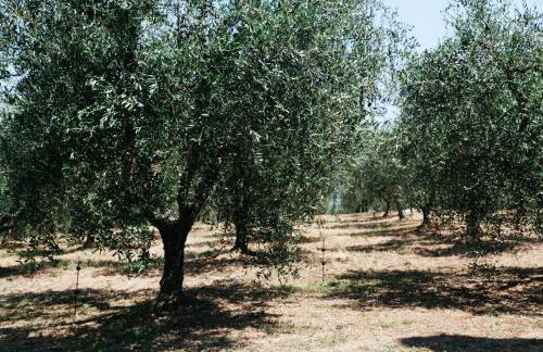 Campopineta - Foto 26