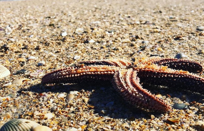 Zen Beach Retreat - Foto 79