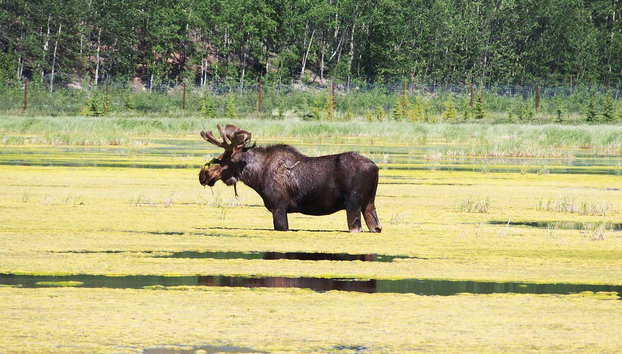Reserva de Vida Salvaje de Yukón + Aguas Termales de Eclipse Nordic - Foto 4