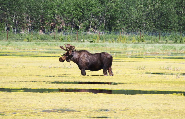 Réserve de faune du Yukon + Sources thermales d'Eclipse Nordic - Foto 4