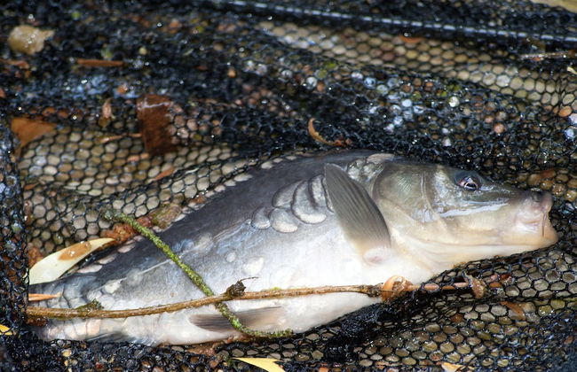 Delightful Chalet in Opglabbeek near Lake - Foto 18