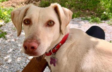 Παραδοσιακός πέτρινος ξενώνας σε φάρμα - Foto 16