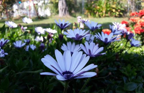 Olive Garden Villas and Apartments - Foto 25