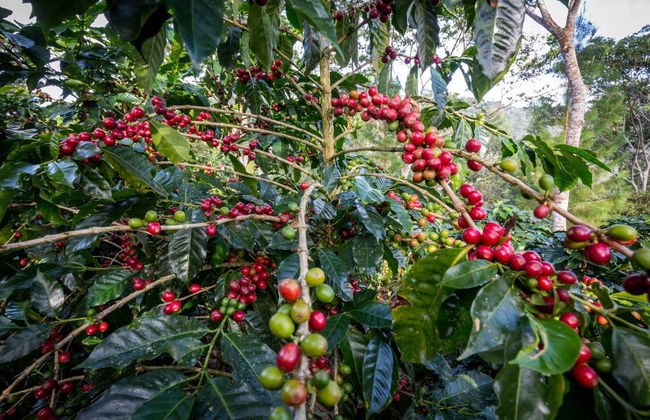 Tour del café por Villa Rica - Foto 6