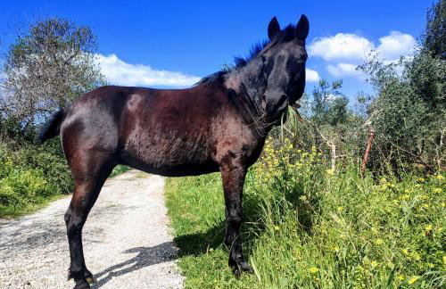 Suite of light rooms - Foto 38