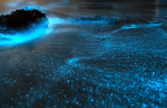 Una experiencia de observación de bioluminiscencia en la Laguna de Manialtepec - Tour nocturno - Foto 6