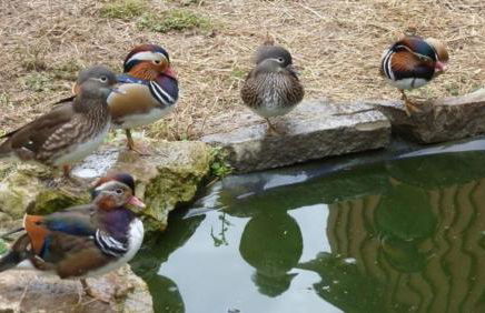 Ferienwohnung Irene - Foto 15