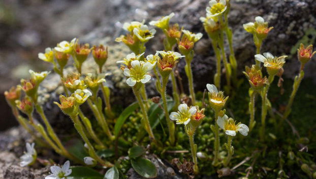 Gran Paradiso National Park Carriage Tour - Foto 4