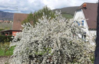 Le Cerisier - Route des vins - Parking et terrasse avec vue sur montagnes et vignoble - Foto 34