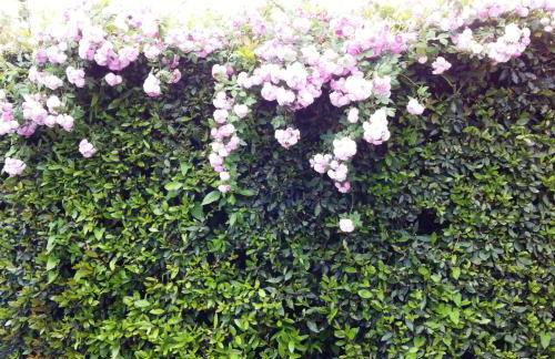 Fattoria di Migliarino - Foto 25