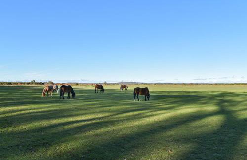 Between The Forest And The Sea - Foto 18