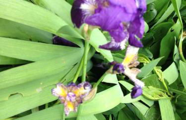 Le Jardin croix Roussien - Foto 38