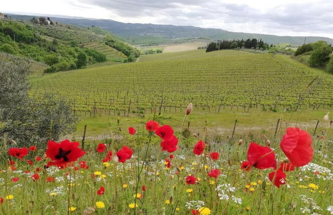 Agriturismo Crocino in Chianti - Foto 46