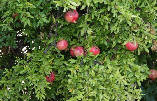 Aloe & Lotus Villas - Foto 26