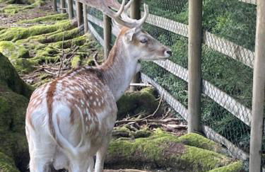 Ferienhaus am Bächle - Foto 19
