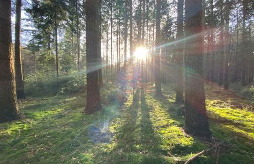 Urlaub mit Hund im Ferienhaus am Wingster Wald - Foto 18