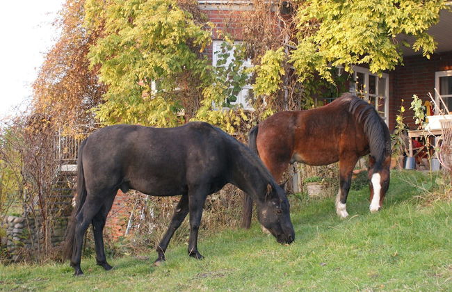Wohnung in Semlow mit Garten und Terrasse - Foto 18