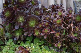 Casa Milladoiro - Foto 30