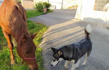 Apartamentos Casa Alvarina - Luarca - Foto 33