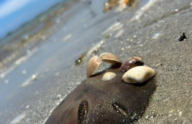 Flat Forte Orange - Ilha de Itamaracá - Foto 8