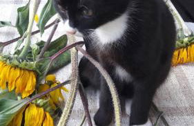 Ferienhof Oberle - Foto 31