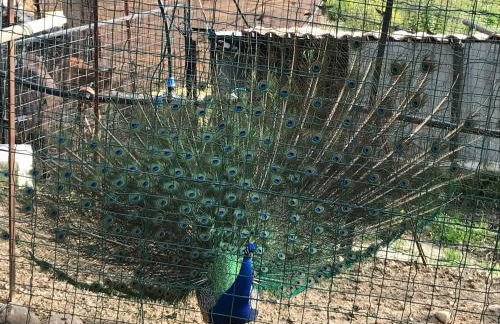 Tenuta Carabollace - Foto 49