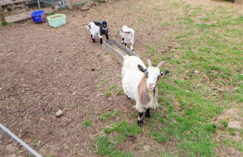 Sprinks Farm - Foto 46