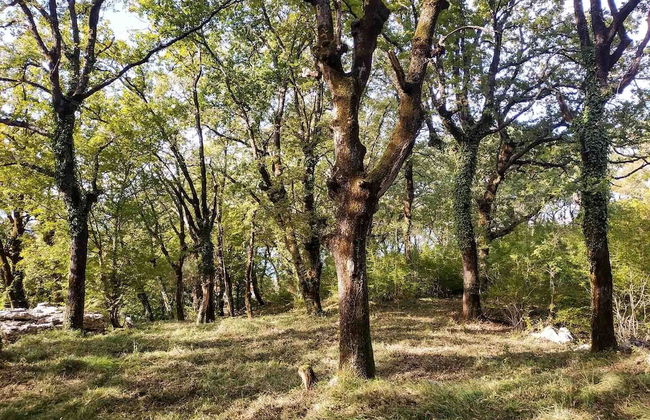 Oak Leaf Residences - Foto 17