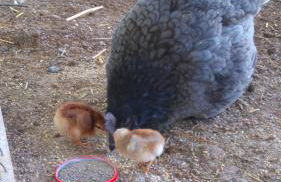 Jardin Fleuri - Foto 7