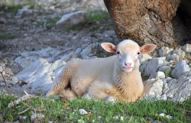 Hotel Monnàber Vell - Foto 43