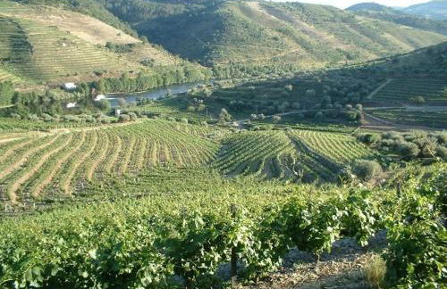 Casa Oliveiras do Douro - Foto 35