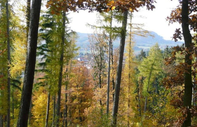 Wohnung Nahe Inselsberg Wanderwege - Foto 24