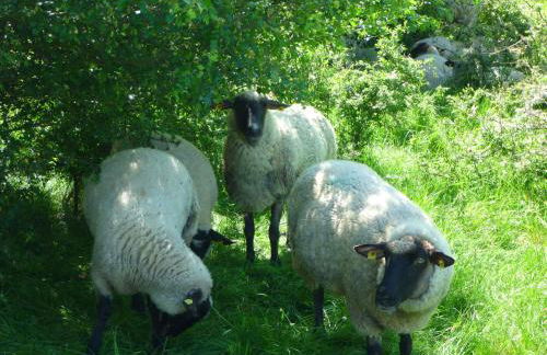 Insel Landhaus Feuerstein - Foto 56
