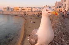 Villa Zaira - Foto 49