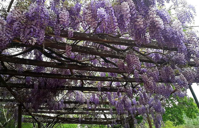 Charming 4-bed Cottage 15 Minutes From Florence - Foto 16