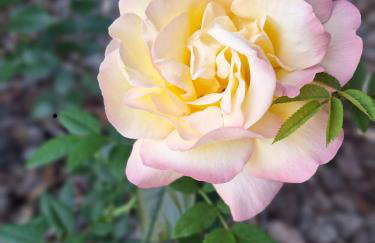 Biały domek nad stawem - Foto 50