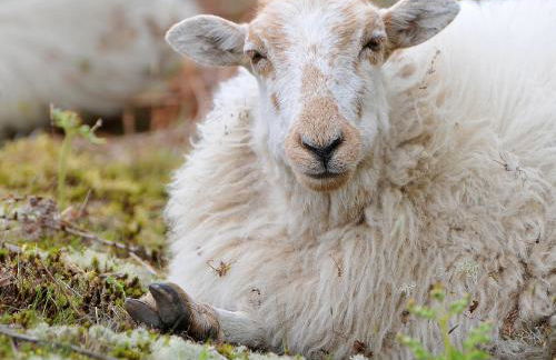 Gors Y Gader - Foto 20