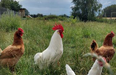 Siedlisko Jelonki - Foto 55