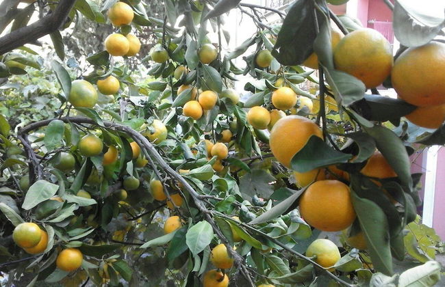 Apartments Jovana - Foto 26